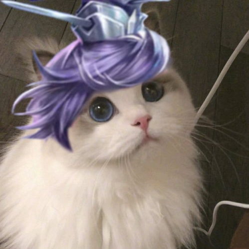  王者荣耀刘邦猫咪头像