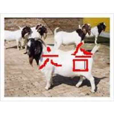  牛羊山东六合牧业养殖总场波尔山羊肉牛肉羊