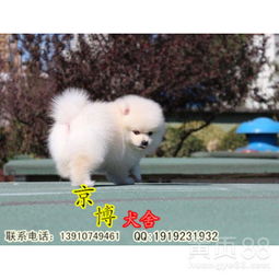 博美狗牌头像幼犬