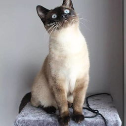  咦为什么异瞳的猫咪大部分都是白色