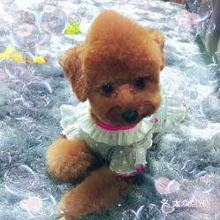 电话,地址,价格,营业时间图上海宠物 电话,地址,价格,营业时间图上海宠物