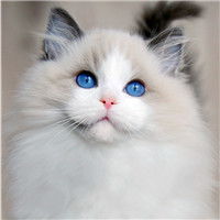  超萌可爱猫咪头像原谅我这么萌