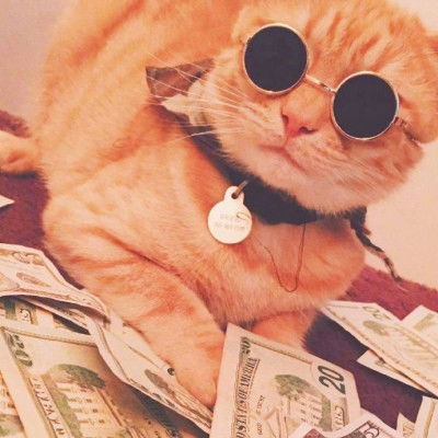  招财猫咪头像,全部是真实的可爱又搞笑的小猫咪