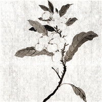  花开淡墨痕中国风水墨花头像