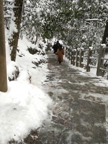  西湖的雪景