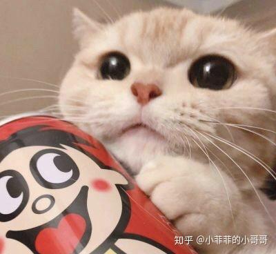  猫咪胃里有毛球不吃东西怎么办