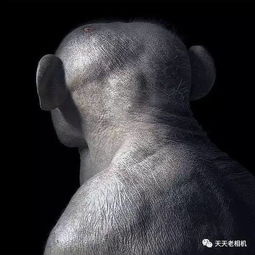  这名摄影师镜头下的动物超越了人类