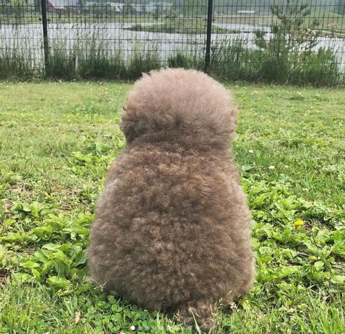 男泰迪背影头像