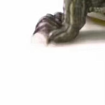 猪八戒头像九宫格乌龟