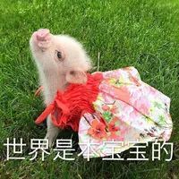 第一批90后的佛系猪猪女孩是如何炼成的