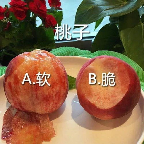  为什么茴香菜茴香饺子没有成为网络热点话题,没有像折耳根豆花一样有人捍卫有人喷的热闹起来