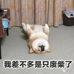  现场9成猫狗被领养转发致敬辛劳可爱的人们