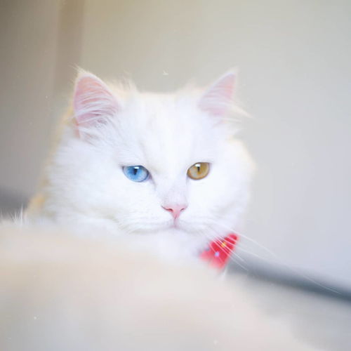  异色瞳的猫咪都是波斯猫显然不是,虹膜异色症跟品种没有强关联