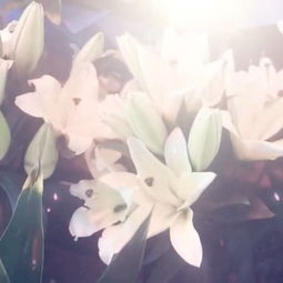  百合花的香,给早晨的好心情加分
