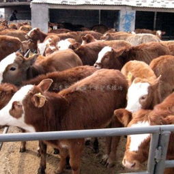  广东肉牛养殖场供应商山东畜旺牧业牛羊驴养殖场