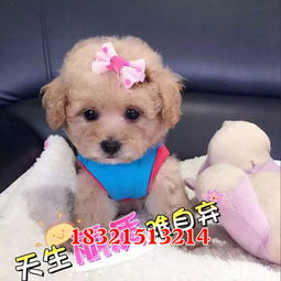 黑龙江宠物第4页网上114
