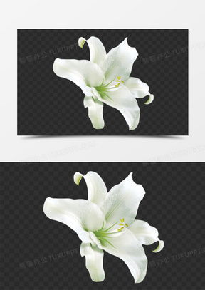  百合花图像微信头像大全