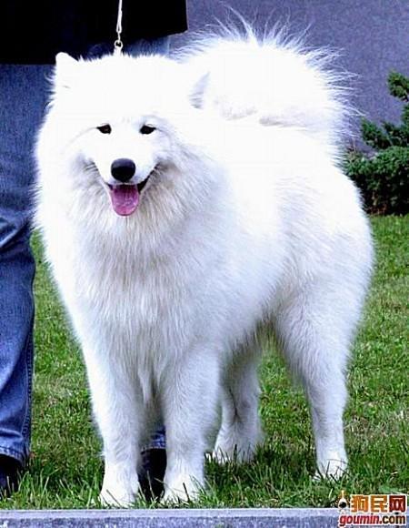  45种狗狗都认识吗