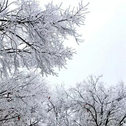  荆门连夜降雪,局部大雪,这场雪要一直下到还有圣境山绝美雪景