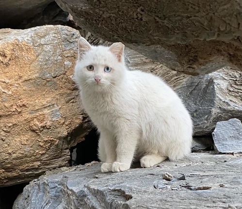  北京白色异瞳小奶猫求领养