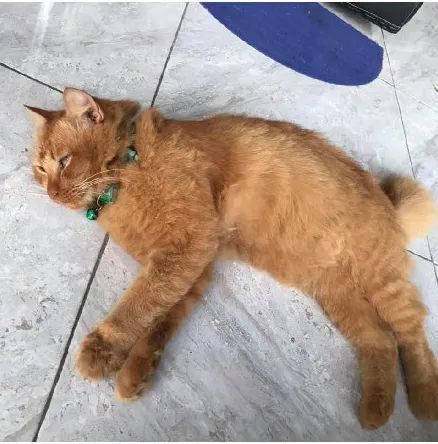  如果铲屎官去世,猫咪会想她吗