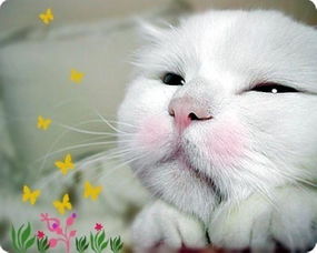  谁能给我找个非主流一点的猫猫的图片