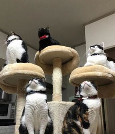  主人买了猫塔之后,猫经常摆造型,简直是五壮士