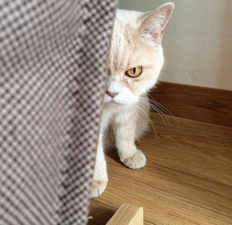  想吃猫毛棉花糖吗先吃韩国小猫nimo一记臭脸绵绵掌