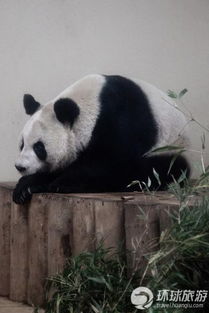  暑期亲子神奇之旅畅游世界十大动物园,陕西旅游,西安旅游,周边游