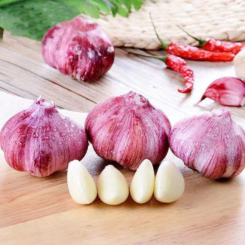  云南紫皮大蒜新鲜先挖蔬菜批发110斤