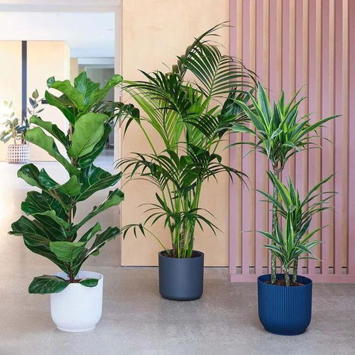  对新手挑选室内绿植的些许建议,选好植物比养护还重要