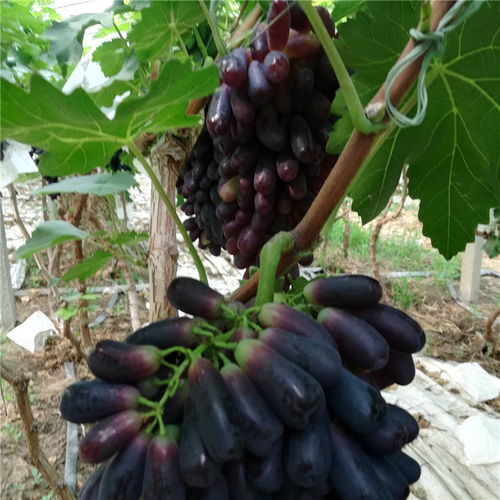  酒泉2年阳光玫瑰市场现状及优势-黄页88网