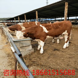  肉牛小牛犊报价厂家