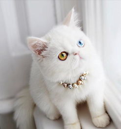  迷人的异色双瞳猫咪背后,却隐藏着令人心疼的美丽