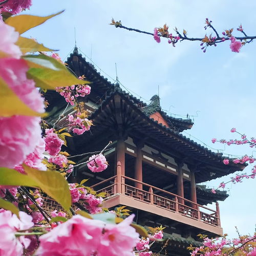  2023最新繁花似锦风景头像