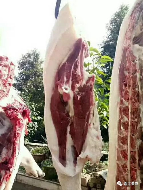 为什么黑猪肉比白猪肉好吃