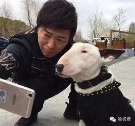  博哥红哥与狗狗撞脸后互撕