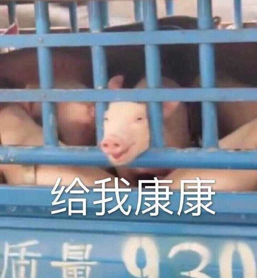  给我康康猪猪给我康康表情包合集