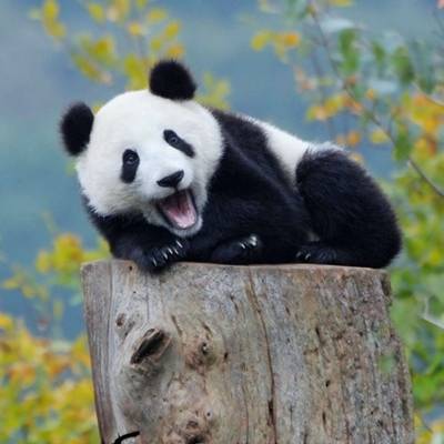  熊猫头像高清图片真实熊猫微信头像可爱清晰图片