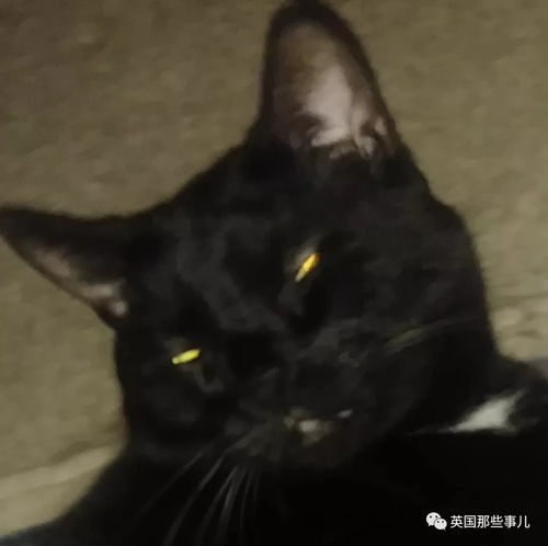 沙雕动物头像猫咪