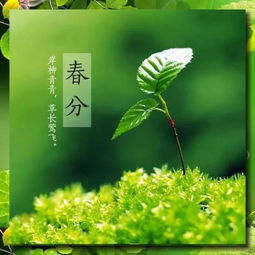  春分益气养血,平衡阴阳