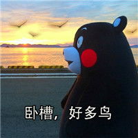  熊本熊带字微信表情包为什么要读书的原因