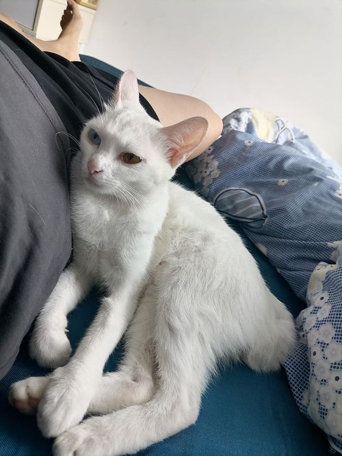  无偿送养异瞳白色母猫