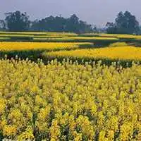  微信油菜花头像高清油菜花花朵图片大全