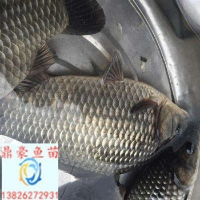  鲫鱼苗供应价格型号图片
