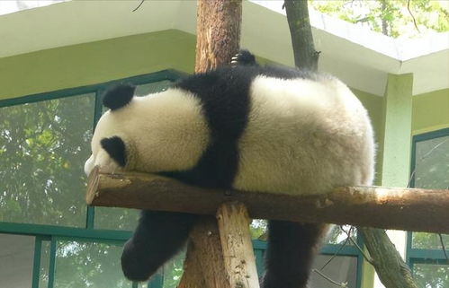 上海动物园和野生动物园哪个更好玩 上海动物园和野生动物园哪个更好玩