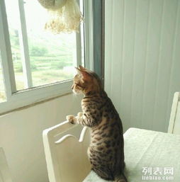 出售四个月大孟加拉玫瑰小豹子