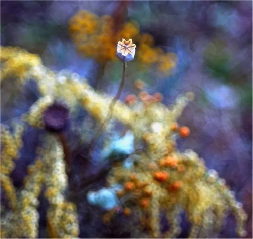  美图花花世界,太美了