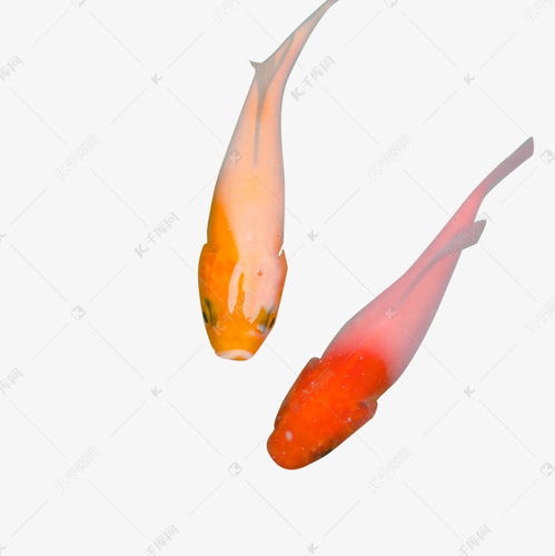  两条明艳漂亮的锦鲤素材图片免费下载千库网