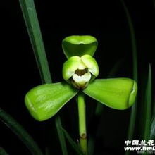  特壮汪字3大芽1花苞
